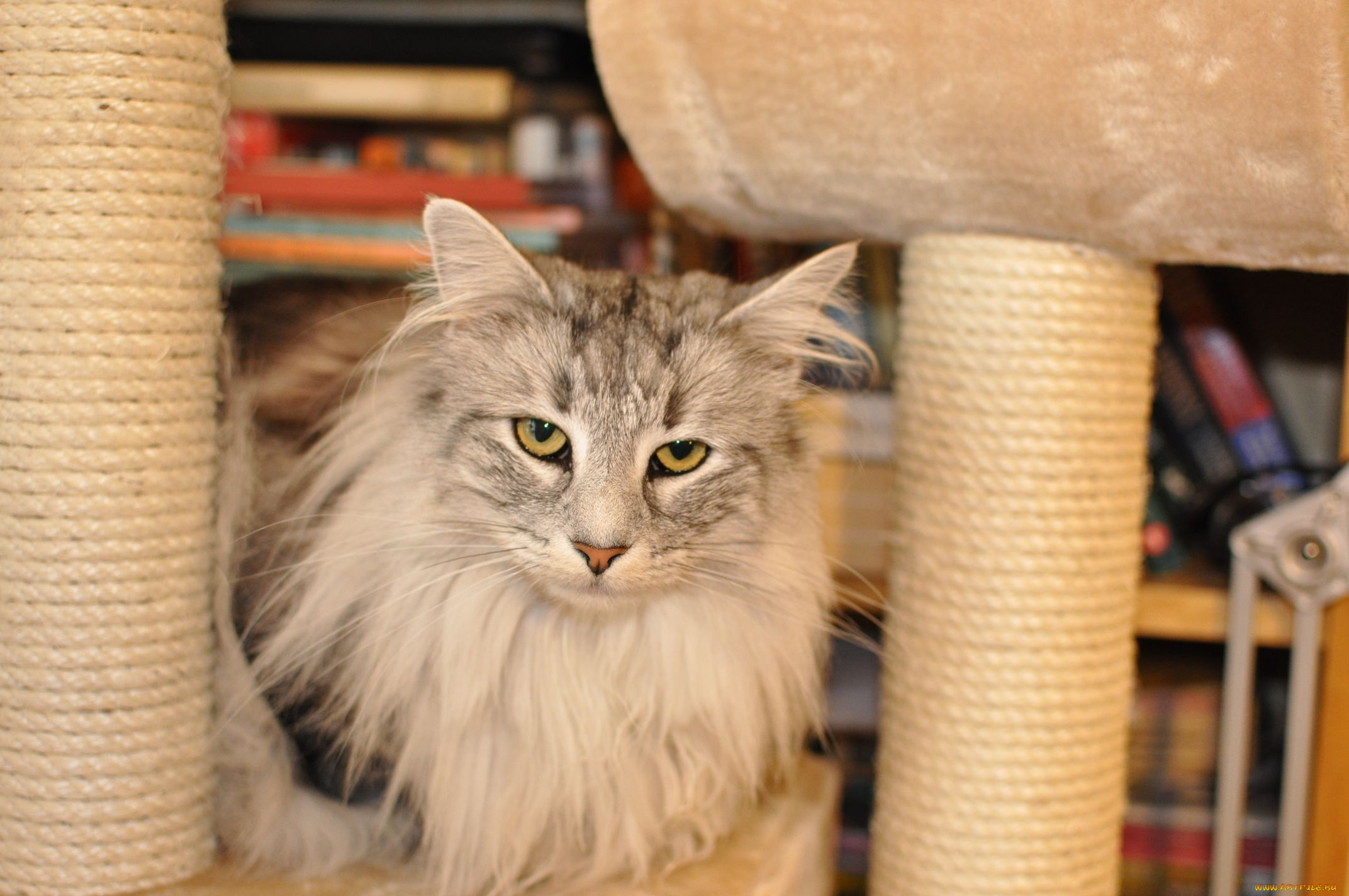 , , cat